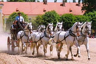 Attelage de chevaux à Kladruby nad Labem.